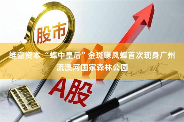 维嘉资本 “蝶中皇后”金斑喙凤蝶首次现身广州流溪河国家森林公园