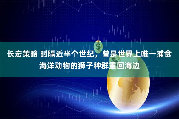 长宏策略 时隔近半个世纪，曾是世界上唯一捕食海洋动物的狮子种群重回海边